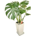 モンステラ角 SUN & HOPE(サンアンドホープ)