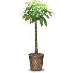 観葉植物パキラ(発財の木)10号鉢 大丸興業