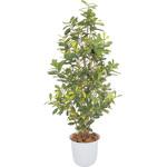 GD-130 GD-130 アオキ 1.5m 人工植物 タカショー