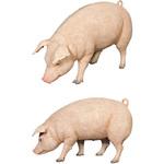千葉県産 花悠仔豚(メス限定) 1頭丸 13～15kg【ご入金確認後14