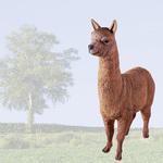 カピバラ×アルパカ＝アルバラ4🦙🦙🦙🦙 on X: 