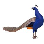 fr110074 孔雀 / Peacock 1個 Heinimex 【通販モノタロウ】