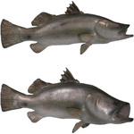 バラムンディ mono57733988-210311-02.jpg