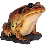 かえるひろ fr130060 巨大な縞足ガエル / Great Barred Frog 1個 Heinimex