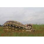 fr130098 眠るアンキオサウルス / Sleeping Ankiosaurus 1個