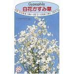 タネ 白花かすみ草 福花園 植物 草花の種 春まき 通販モノタロウ