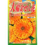 【種 たね タネ】大輪金せん花 アタリヤ農園