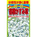 【種 たね タネ】分枝性が良く豪華 純白 宿根かすみ草 花 アタリヤ農園