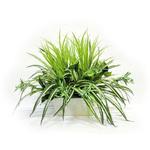 人工植物 グリーンミックスアレンジ LION (ライオン事務器)