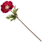 アネモネベルベ MAGIQ(東京堂)