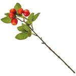 FM000265 姫リンゴスプレー MAGIQ(東京堂)