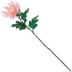 まつり糸菊 MAGIQ(東京堂) まつり糸菊 MAGIQ(東京堂)