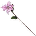 スターニングポインセチア MAGIQ(東京堂)