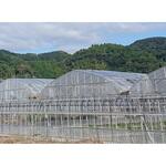 【オーダー】伸野果UV CUT 住化積水フィルム