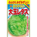 CAT699041 【タネ】 作りやすい 大玉レタス アタリヤ農園