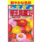 CAT699108 【タネ】 鮮やかな色彩 大輪 帝王貝細工 アタリヤ農園