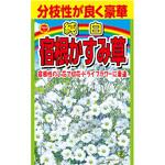 【タネ】 分枝性が良く豪華 純白 宿根かすみ草 アタリヤ農園