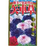 CAT699170 【タネ】 優美で色彩豊か 矢車草 アタリヤ農園