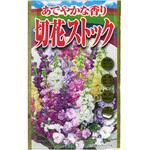 CAT699137 【タネ】 あでやかな香り 切花ストック アタリヤ農園