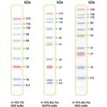 PM001-0500 プロテインラダーマーカー PMシリーズ BLUltra Prestained Protein Ladder GeneDireX