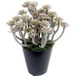 人工観葉植物 ミニサイズ(ナチュラルポット) ササガワ