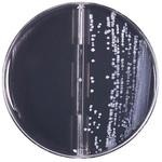 15599 レジオネラ鑑別培地 5枚 極東製薬工業