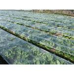 36265235 バロン愛菜NEO 小泉製麻