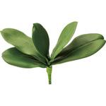 FG -5066 コチョウランリーフ L 横浜ディスプレイミュージアム