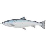 Y-0512 FISHES SALMON (フィッシーズサーモン) ダルトン
