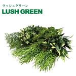 ビスタフォリアカラーBOX グリーンフィールド