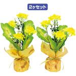 TE1-1379 菜の花ペアラッピング アルファ(販促)