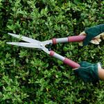 Hedge Shears 8 Garden Life 枝切ハサミ ガーデニング Kent & Stowe