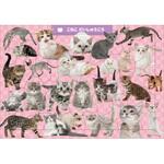 C07 こねこ だいしゅうごう 50ピース 永岡書店