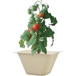 バガスグリーン 聖新陶芸