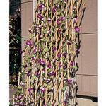 HANA垣(はながき) 八ツ矢工業