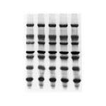 Immobilon-PSQ PVDF 0.2μm 8.5x13.5cm sheet 10/Pk 10PK Merck(メルクミリポア)