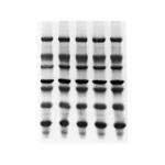 Immobilon-PSQ PVDF 0.2μm 15x15cm sheet 10/Pk 10PK Merck(メルクミリポア)