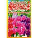 【種 たね タネ】椿咲 ほうせん花 アタリヤ農園