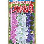 【種 たね タネ】ダイナミックな切花用 つりがね草 アタリヤ農園