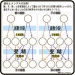 N65-2510-12 遺伝とメンデルの法則(説明ボード) ナリカ