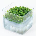 水耕栽培ユニット バジル アーテック[学校教材・教育玩具]