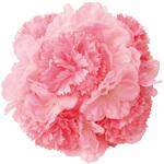 桜ボール(造花) ストア・エキスプレス