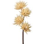 ベビーマンチャ(ドライフラワー) 東京堂