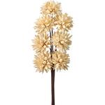 チスパ(ドライフラワー) 東京堂