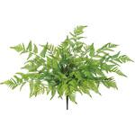 マウンテンファーンブッシュ MAGIQ(東京堂)