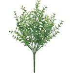 ベビーユーカリブッシュ MAGIQ(東京堂)