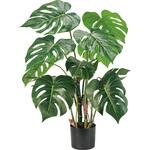 モンステラミディポット MAGIQ(東京堂)