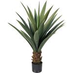 ユッカロストラータポット MAGIQ(東京堂)