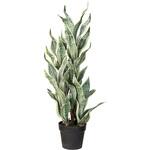 サンスベリアゼラニカポット MAGIQ(東京堂)