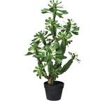 ユーホルビアラクテアポット MAGIQ(東京堂)